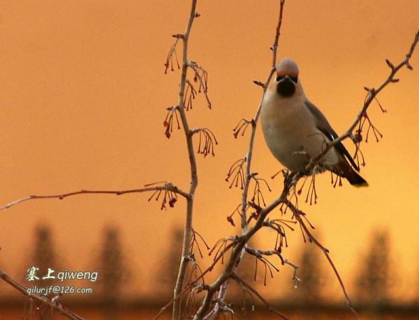 窗外的不速之客 太平鳥 冠羽後翹 宛若華美的桂冠，彰顯英武和高貴