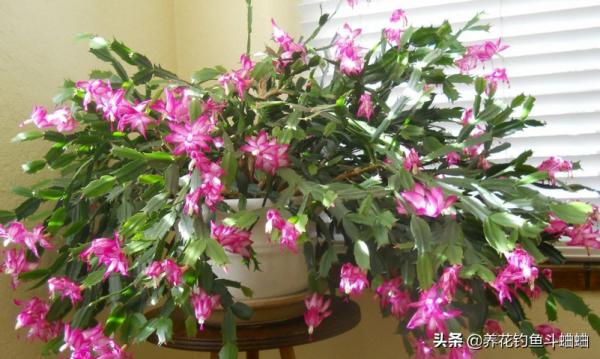 養蟹爪蘭有“三不放”,遠離這些位置,否則容易枯黃不開花 養蟹爪蘭有“三不放”,遠離這些位置,否則容易枯黃不開花