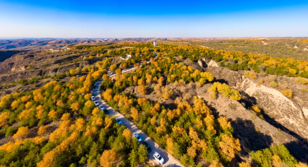 簡直不要太嗨~訾大莊楓葉林，我們明年再約