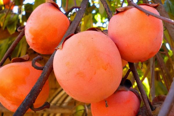 老話說“一個柿子十副藥”是什麼意思?如何正確吃柿子? 老話說“一個柿子十副藥”是什麼意思?如何正確吃柿子?