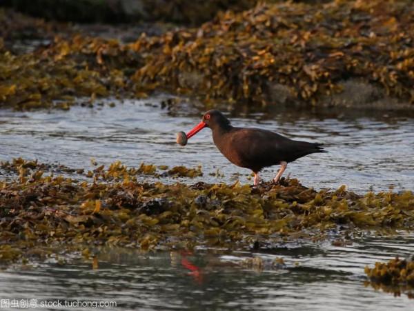 夏日阿拉斯加（紀錄片）