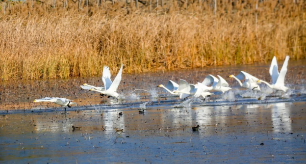 冬日精靈出沒山東！又是一年候鳥季，畫面美翻了！