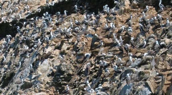 奇葩島國諾魯:靠鳥糞發家暴富人人開豪車,全民敗家淪為討飯國 奇葩島國諾魯:靠鳥糞發家暴富人人開豪車,全民敗家淪為討飯國