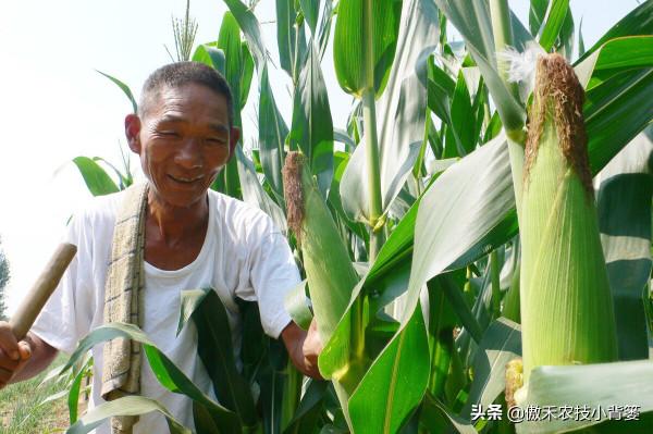 蕓薹素內酯、胺鮮酯、復硝酚鈉，作用看似差不多，但實際差別很大