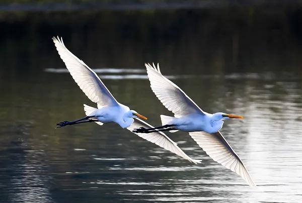 分享圖片一一比翼雙飛鳥