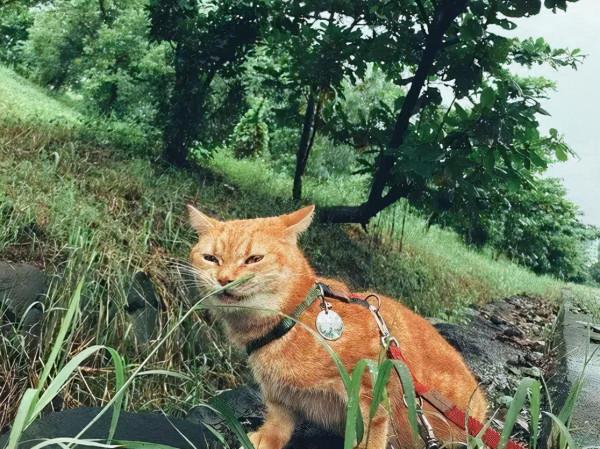 6年前打工養活病重貓,6年後患憂慮症,想不開被它救回,漸痊癒 6年前打工養活病重貓,6年後患憂慮症,想不開被它救回,漸痊癒