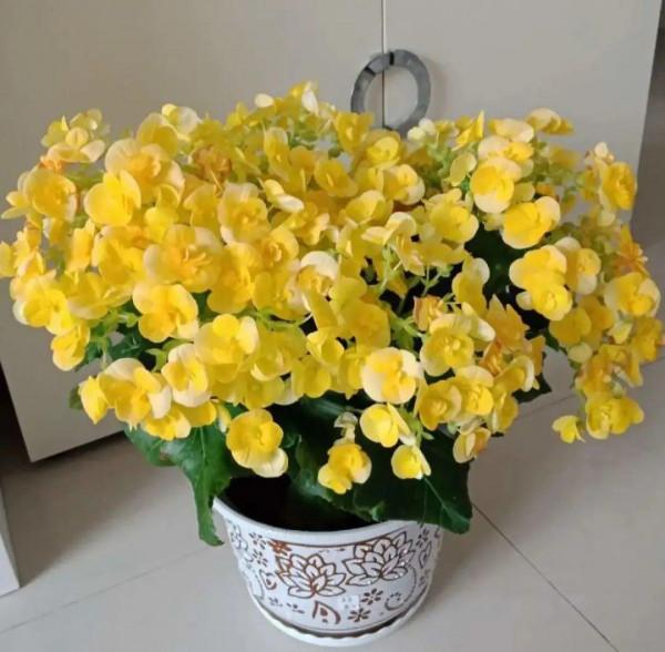 買花也要注意辨別“坑”,才能挑到好花,花開爆盆 買花也要注意辨別“坑”,才能挑到好花,花開爆盆