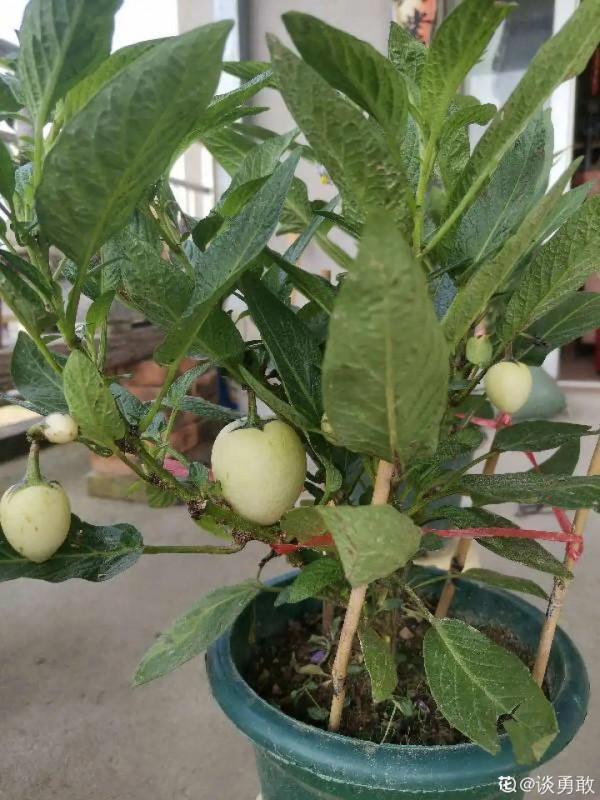 1種花俗稱“搖錢樹”,滿盆長滿小元寶,大吉大利,好看吉祥 1種花俗稱“搖錢樹”,滿盆長滿小元寶,大吉大利,好看吉祥