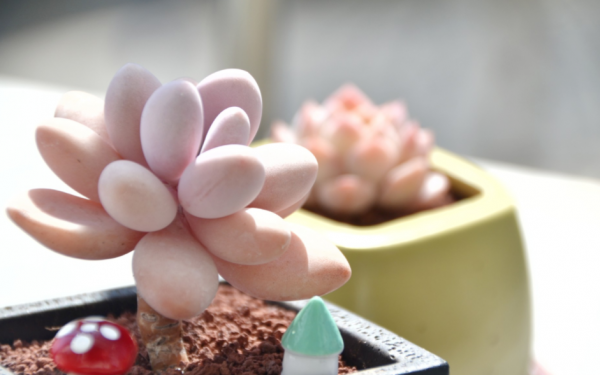 多肉植物裡的“仙女”桃蛋,居家盆栽,該注意什麼地方? 多肉植物裡的“仙女”桃蛋,居家盆栽,該注意什麼地方?