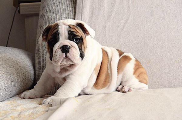 別粗心！英鬥有這些表現，是身體不舒服了