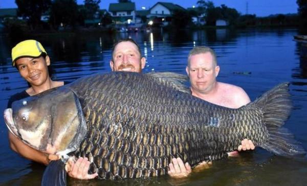 澳大利亞重金通緝一條鯉魚，懸賞500萬！這條鯉魚究竟做了什麼？