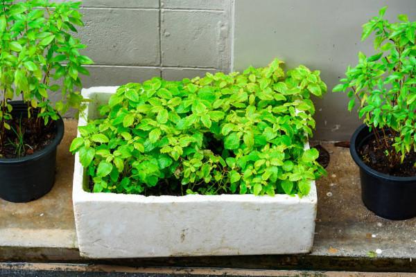 泡沫箱種花、種菜有毒？您使用過泡沫箱種植過嗎？