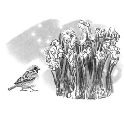 養水仙花的人 養水仙花的人