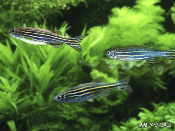 物種百科：斑馬魚