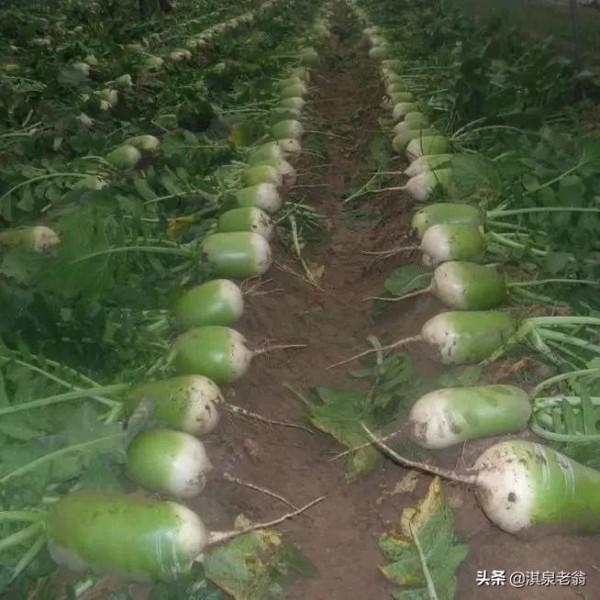 秋冬蘿蔔最佳播種期是啥時?如何確定 秋冬蘿蔔最佳播種期是啥時?如何確定