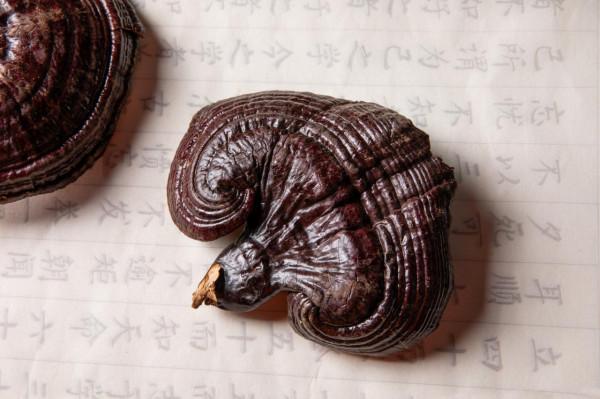 高價買靈芝養生？專家：別犯傻