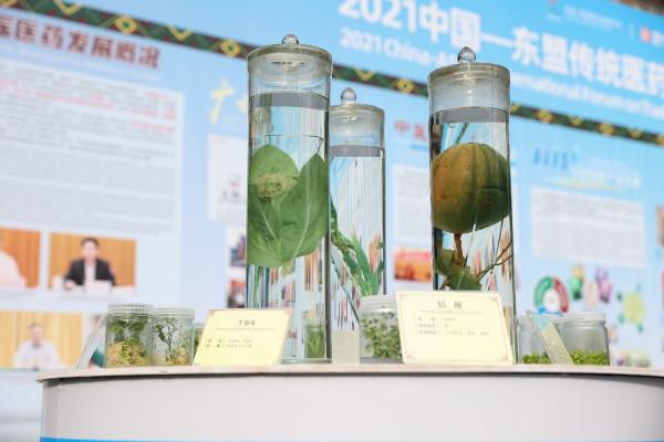 巴馬論壇聚焦疫情防控常態化下傳統醫藥與旅遊產業融合發展