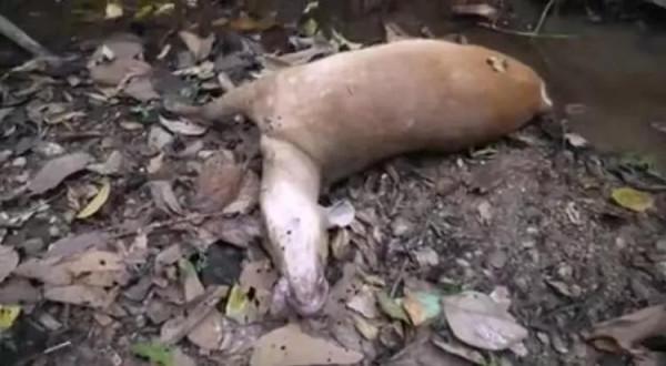 菲律賓村民:獵戶阿達,靠山吃山靠水吃水 菲律賓村民:獵戶阿達,靠山吃山靠水吃水