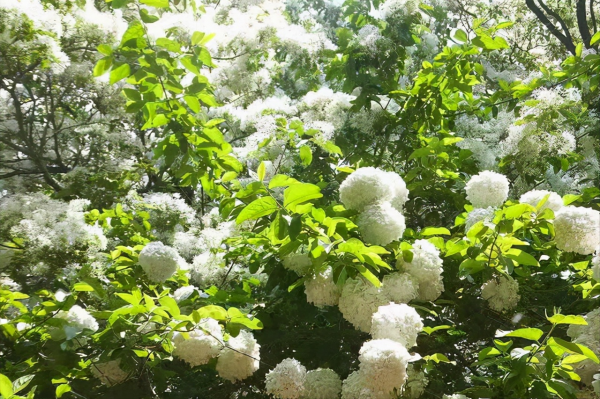 適合庭院種的“四大名貴樹”，經典美麗寓意好，寓意深遠價值高