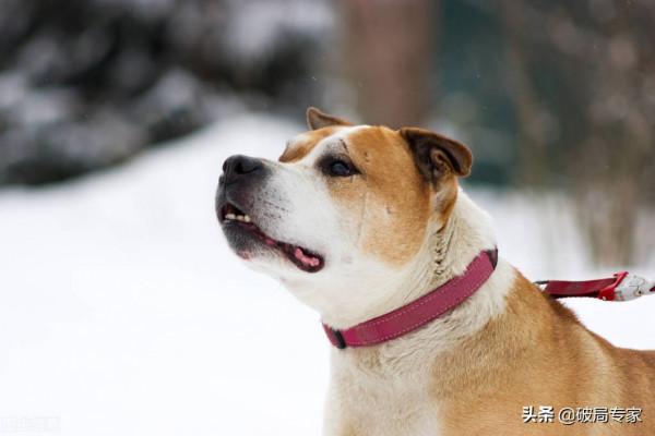 養狗致富的最後一環是育肥管理 養狗致富的最後一環是育肥管理