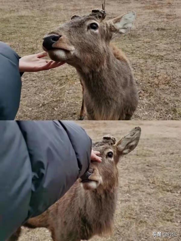 零距離擼鹿、喂鹿，春節在鹿門山一鹿有你
