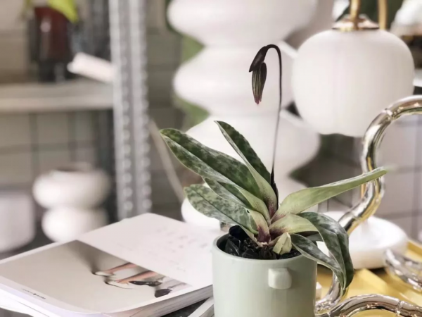 今年，養一棵兜蘭呀