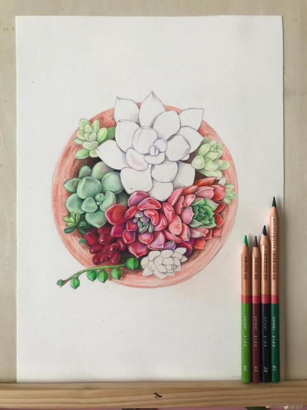 多肉植物彩鉛畫全過程(1-1) 多肉植物彩鉛畫全過程(1-1)