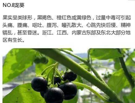 不能碰的9種有毒植物 ​​​