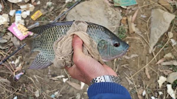 這幾種魚是最成功的入侵魚類，遇水則活，釣到儘量別放生