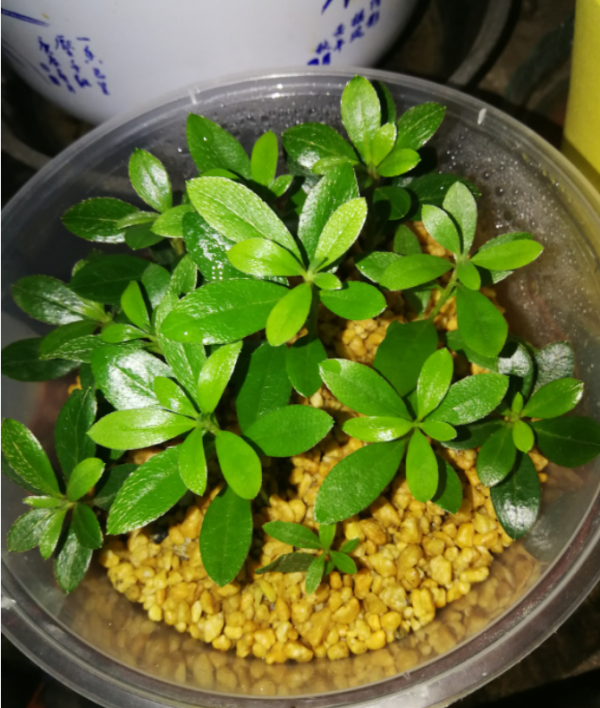 6種花，二月底快扦插，十幾天就生根