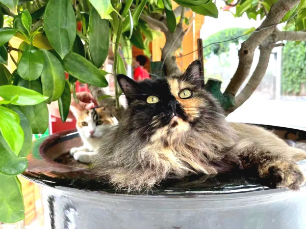 小貓咪“防曬”的奇葩開啟方式合集 小貓咪“防曬”的奇葩開啟方式合集