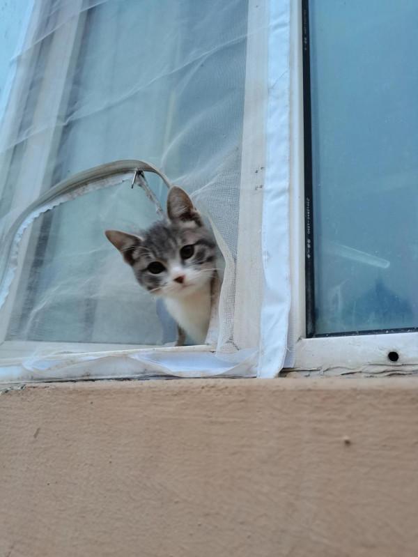 貓（狗）的情感和思維