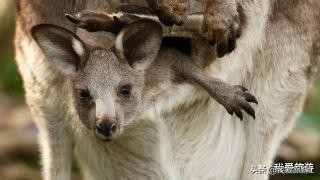 袋鼠袋裡面是什麼樣的？