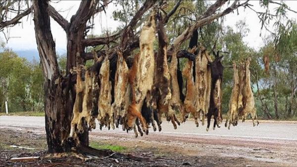 “村口大黃”到澳變身頂級殺手,吃袋鼠偷綿羊讓人頭疼,憑什麼? “村口大黃”到澳變身頂級殺手,吃袋鼠偷綿羊讓人頭疼,憑什麼?