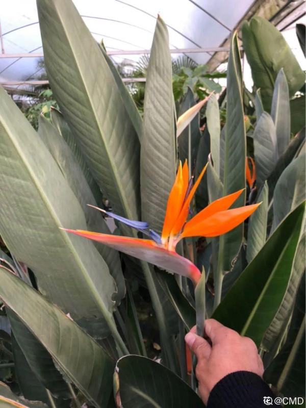 臘月買花，8種花白送都別要，養不活，還惹一肚子氣