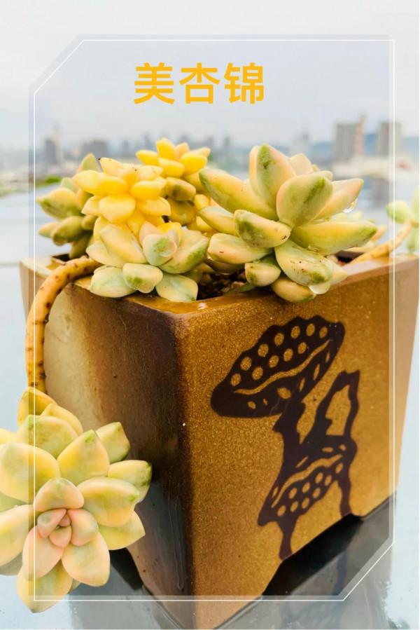 空中花園成就了我的夢想