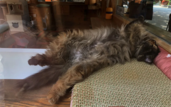 貓別墅還能這麼玩兒？