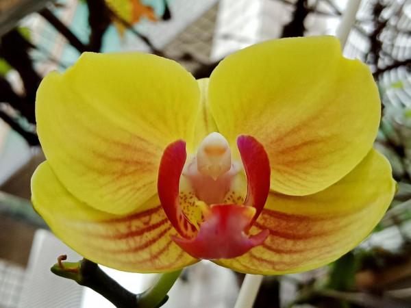 #陽臺小花園#又添新品種