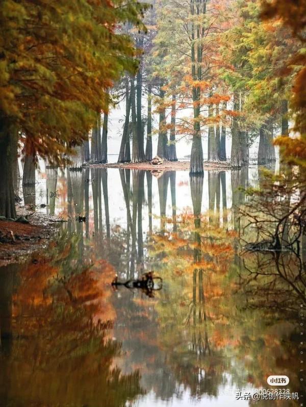 浙江紅杉林景點