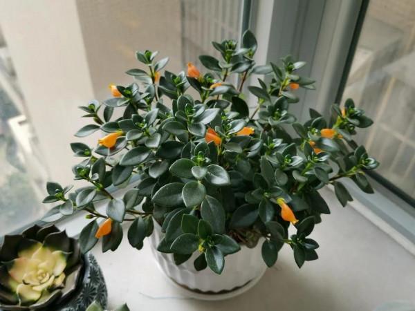 這10種“吊蘭”,不但比綠蘿好看,關鍵比綠蘿還好養活 這10種“吊蘭”,不但比綠蘿好看,關鍵比綠蘿還好養活