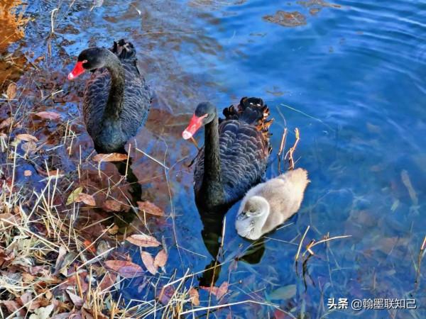 鵝仔不容易——圓明園的黑天鵝一家