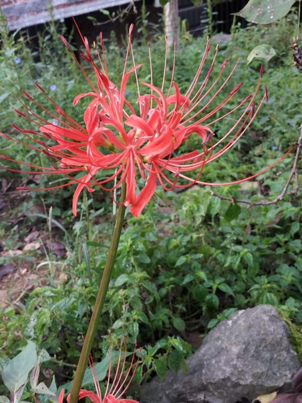 送花是門學問，寓意不好不能送，寓意太好更要小心