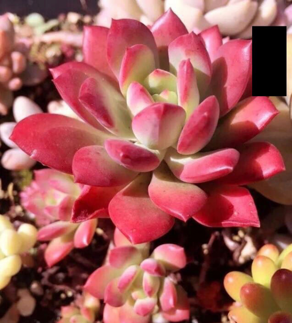 養多肉不上色?問了老花農才知道,記住4個要點很重要 養多肉不上色?問了老花農才知道,記住4個要點很重要