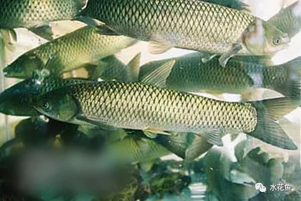 瘦身魚養殖現狀問題及關鍵技術：瘦身養殖是結果而不是養殖方式