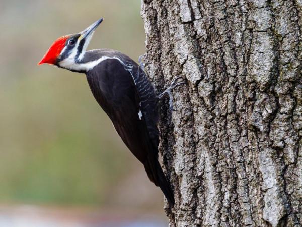 啄木鳥究竟是森林醫生,還是樹木殺手?它到底是益鳥還是害鳥? 啄木鳥究竟是森林醫生,還是樹木殺手?它到底是益鳥還是害鳥?