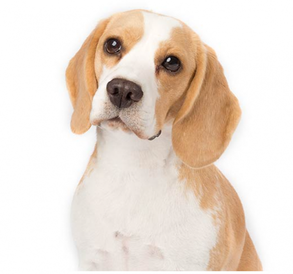 世界上最受歡迎的10個犬種，你喜歡哪一個？