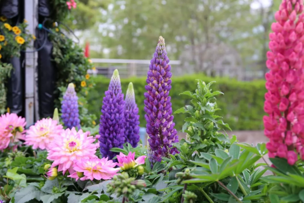 想要春日花園更多彩，不能少了它們