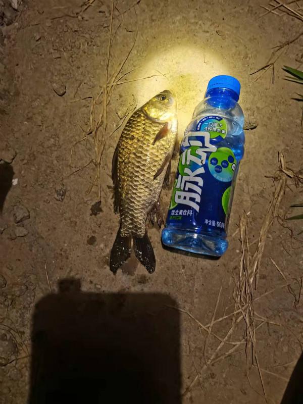 記住以下幾點大板鯽拉到手軟 記住以下幾點大板鯽拉到手軟