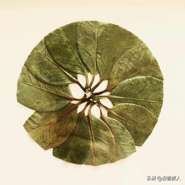 充滿創意和活力的植物刺繡,為幹葉標本增色不少 充滿創意和活力的植物刺繡,為幹葉標本增色不少