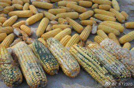 肺部真菌是如何感染的? 肺部真菌是如何感染的?